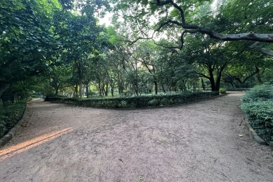 local-forest-trails