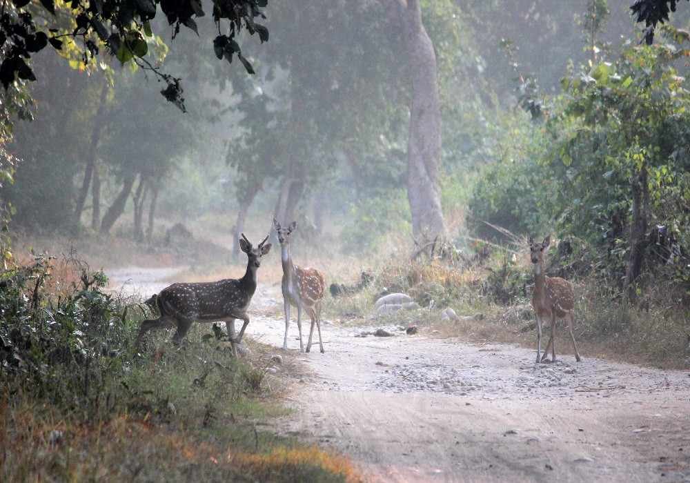 Agartala to Nainital & Jim Corbett Tour Package