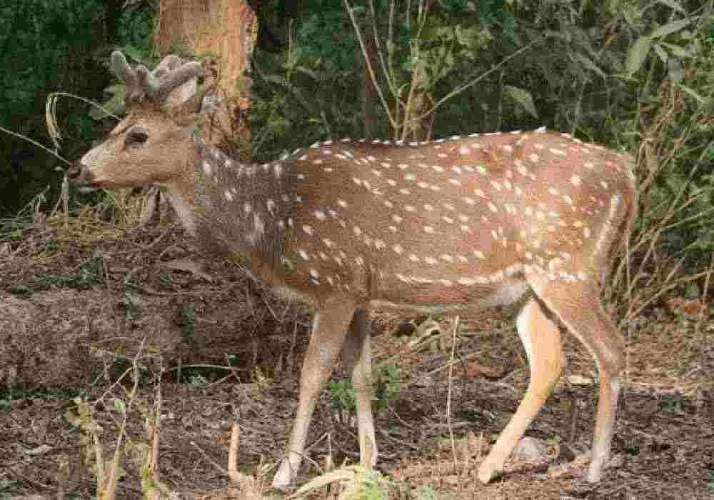 Bangalore to Nainital & Jim Corbett Tour Package