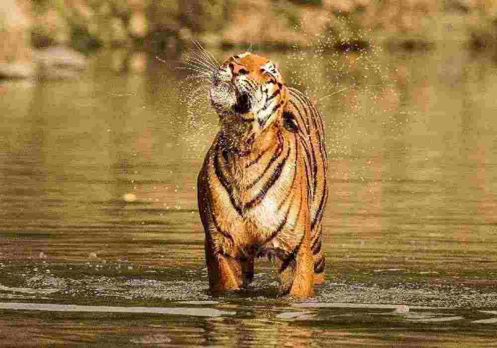 Chandigarh to Nainital & Jim Corbett Tour Package