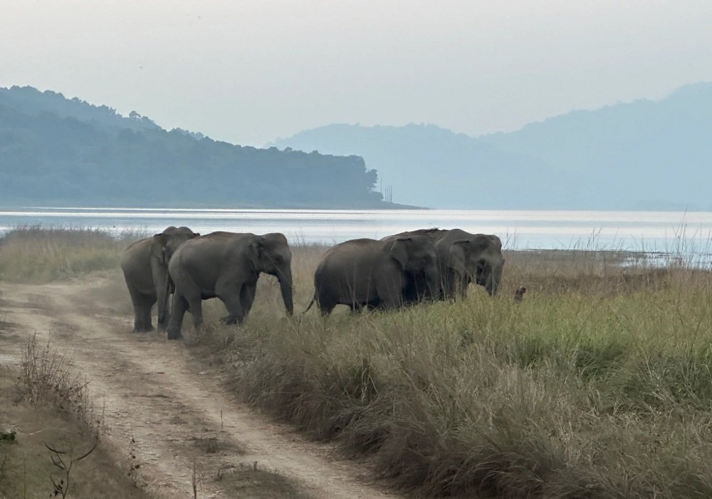 Jim Corbett Safari at Dhikala Zone