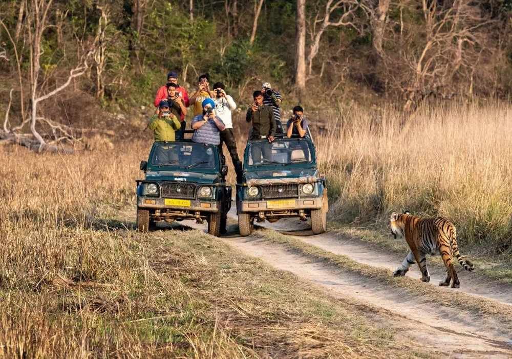 Jim Corbett Safari at Dhikala Zone
