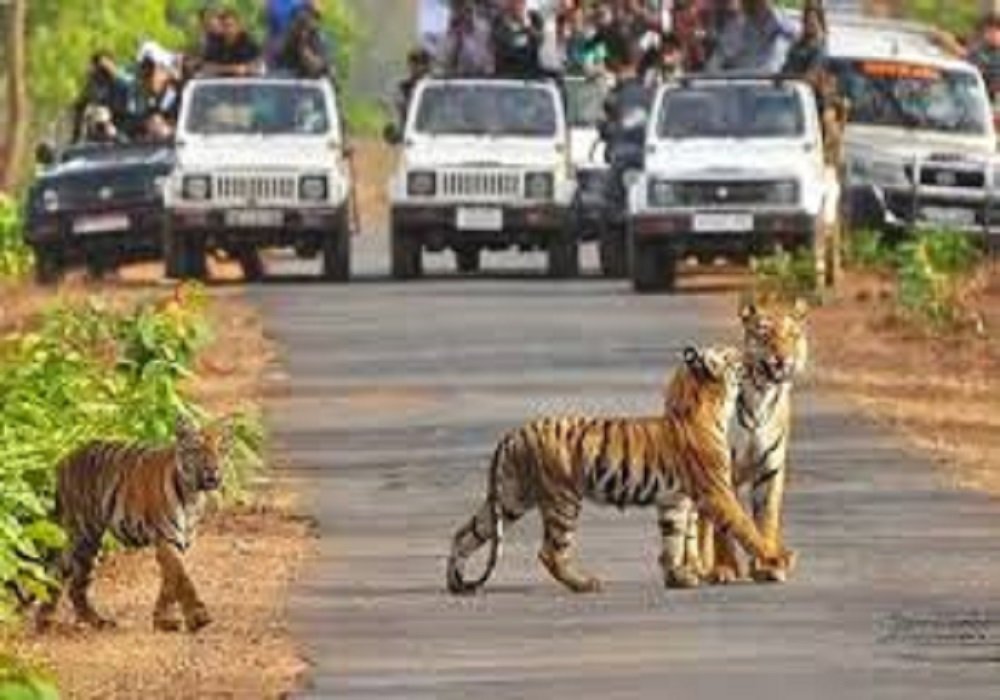Family Tour in 	Jim Corbett