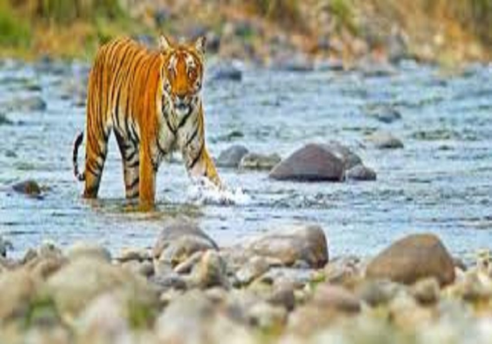 Telangana to Jim Corbett Tour Package