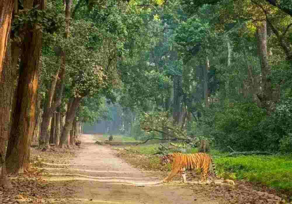 Jaipur to Kainchi Dham & Jim Corbett Tour