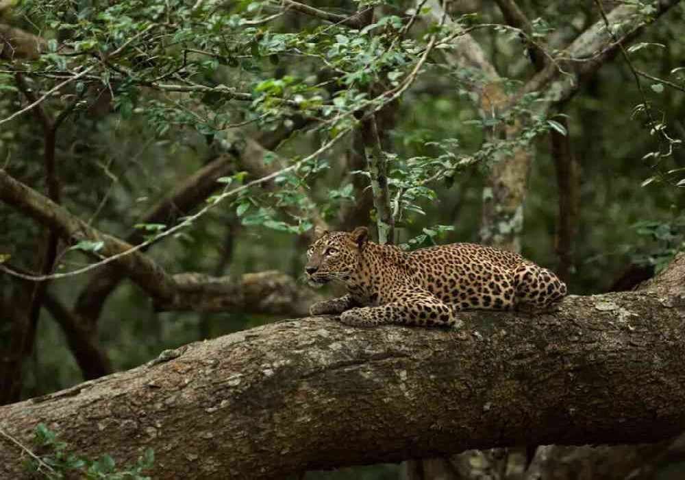 Jaipur to Kainchi Dham & Jim Corbett Tour