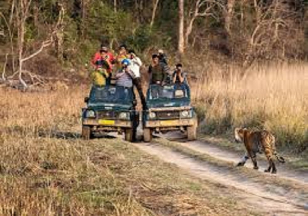 Jim Corbett Safari at Jhirna Zone