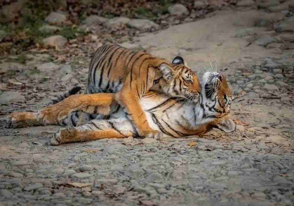 Jim Corbett Safari at Bijrani Zone