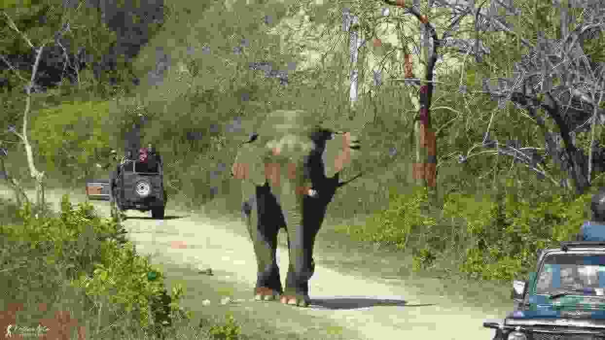 Jim Corbett Safari at Jhirna Zone