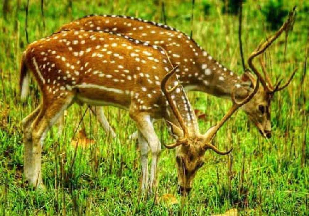 Mumbai to Nainital & Jim Corbett Tour Package